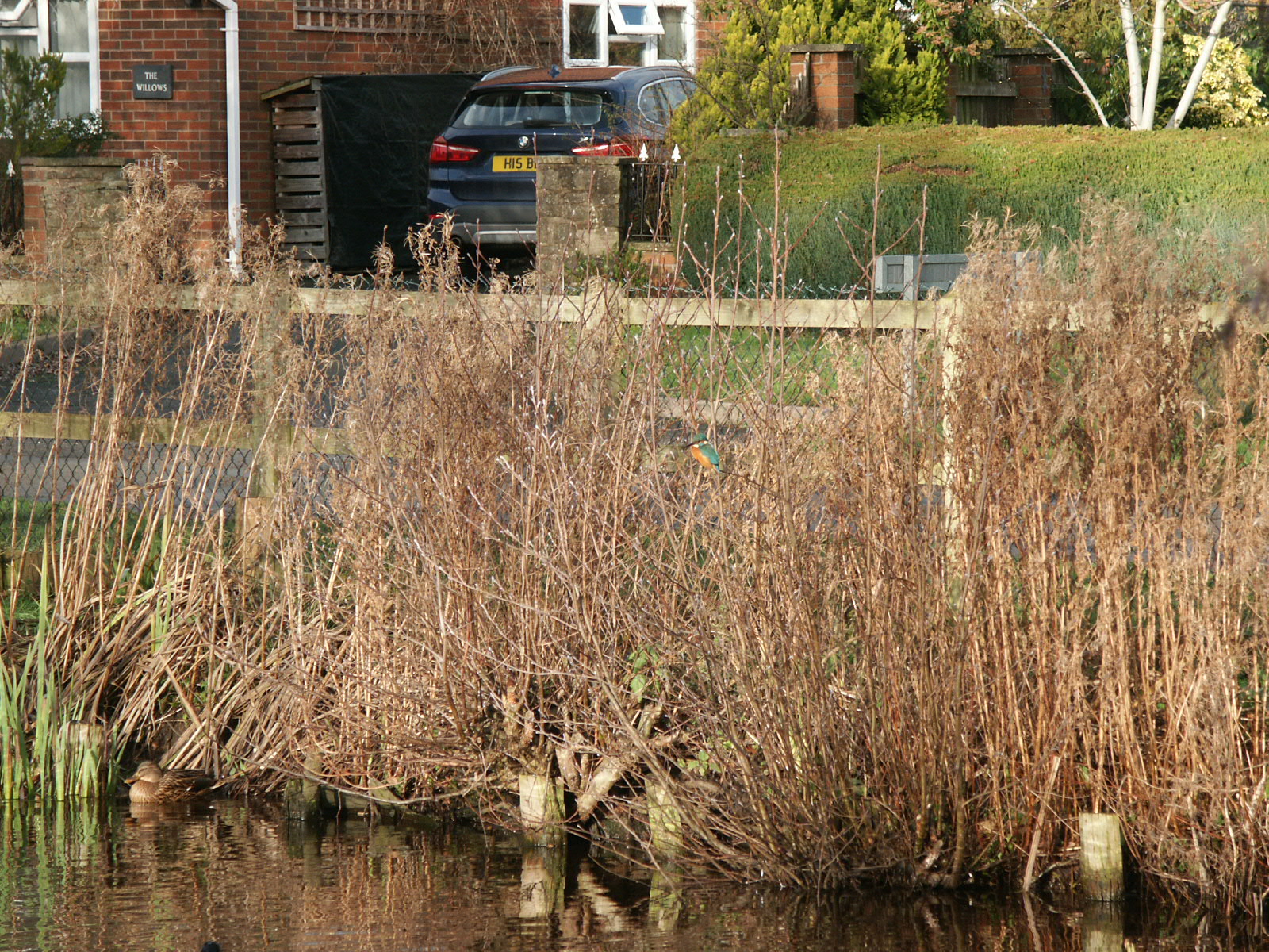 Kingfisher on the village pond 3, January 4th, 2021